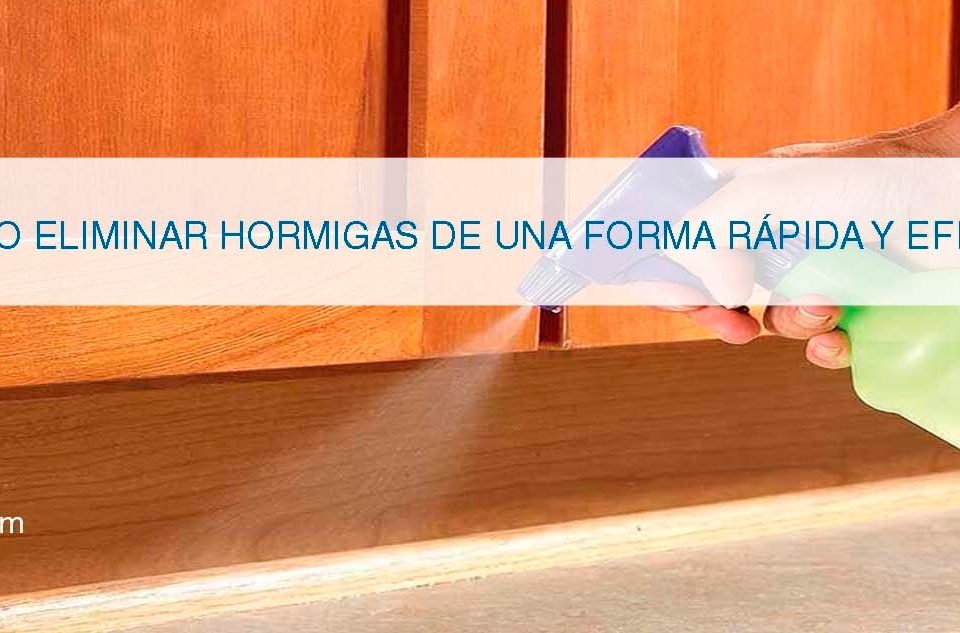 eliminar hormigas con unos sencillos trucos