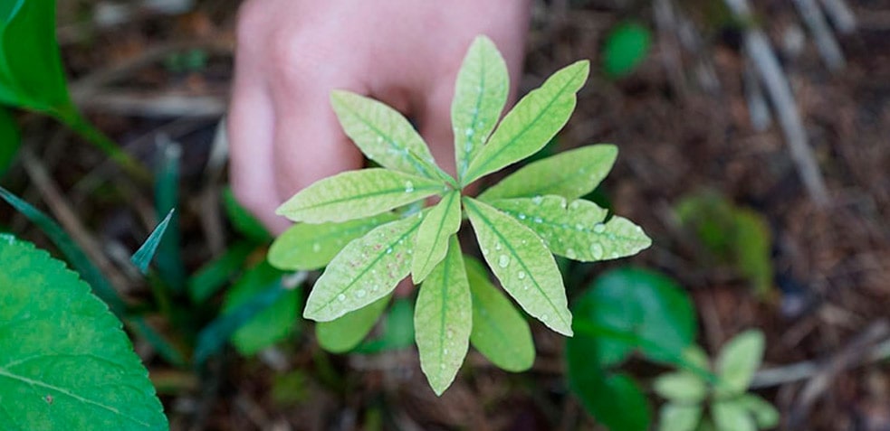 cuidado-del-medio-ambiente