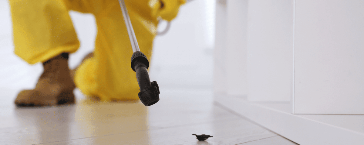 Evita plagas con servicios de limpieza profesional continua